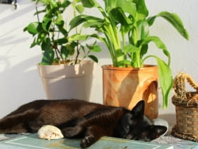 rośliny trujące dla kota
