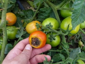 objawy zarazy ziemniaczanej na pomidorach